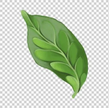 Green leaf, clipart leaf, botanical element, tea leaf, foliage illustration Stock Illustration