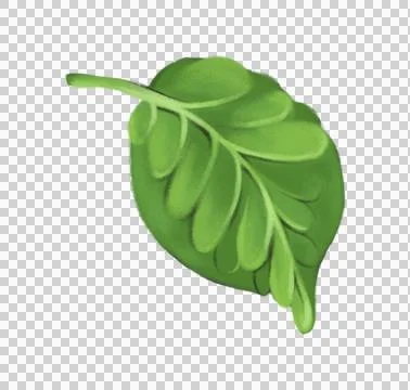Green leaf, clipart leaf, botanical element, tea leaf, foliage illustration Stock Illustration