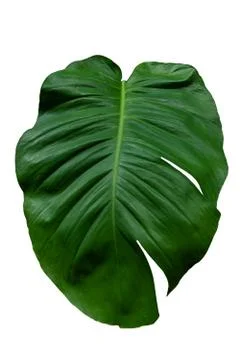 Green leaf with clipping path on isolated white Stock Photos