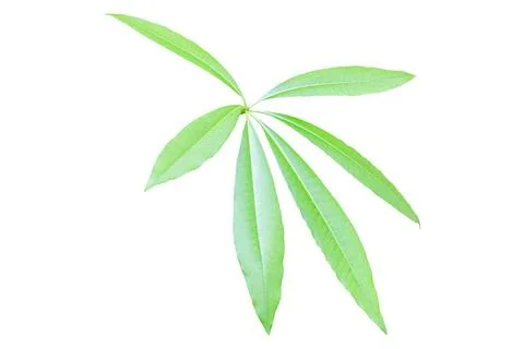 Green Leaf with clipping path isolated on white background Photos