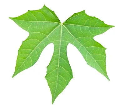 Green Leaf with Clipping Path Stock Photos