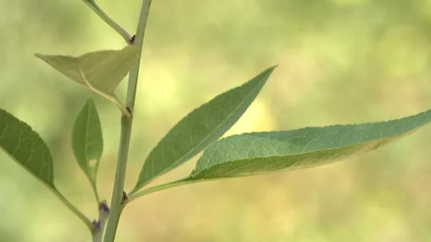 Green leaf close-up 1 Video stock 325602082