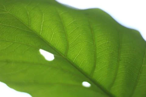 Green Leaf in a Close 2 Stock Photos