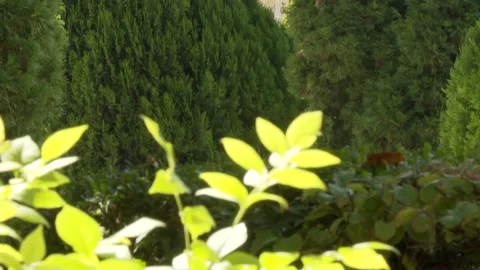 Green leaf close-up 3 Video stock 325602935