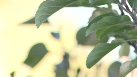 Green leaf close-up 8 Stock-Footage 325603955