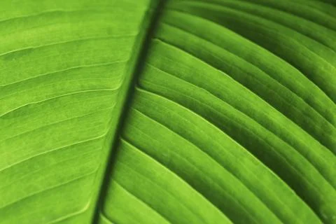 Green leaf close up background, botanical design Stock Photos