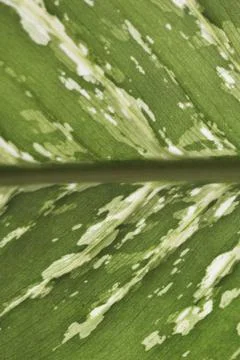Green leaf close up background, botanical design Stock Photos