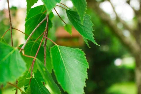 Green leaf close-up. Background for design. Can be used for wallpaper Stock Photos