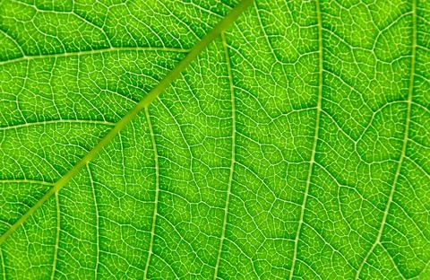 Green leaf close up, background. Macro Stock Photos