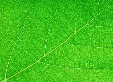 Green leaf close-up as a background Stock Photos
