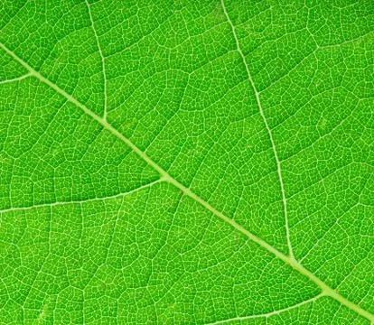 Green leaf close-up as a background Stock Photos