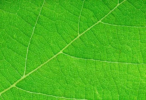 Green leaf close-up as a background Stock Photos