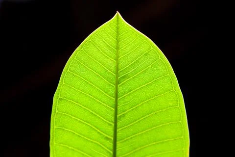 Green leaf close-up on black background Stock Photos