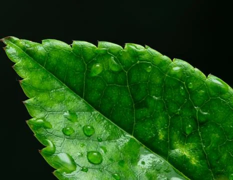 Green leaf close up covered with dew drops on a dark blurry background Stock Photos