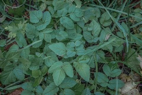Green Leaf Close-Up: Dense Foliage and Ground Cover in Garden Scene Fotos de archivo