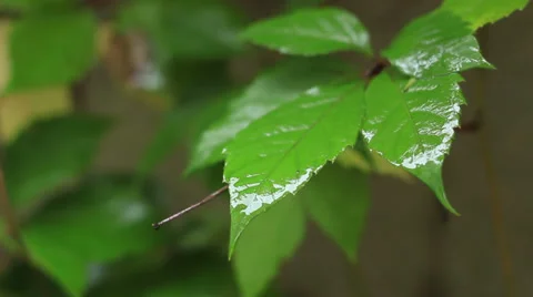 Green leaf close up Stock Footage 31745007
