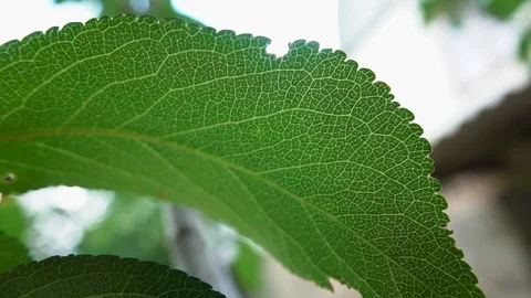 Green leaf close up Stock-Footage 111956273