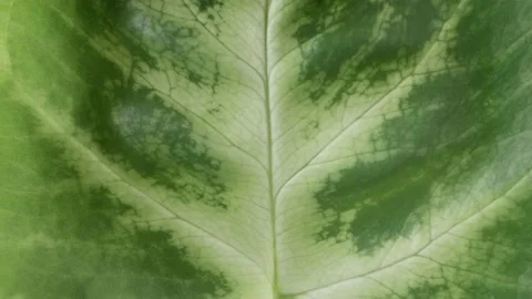 Green leaf close up Stock Footage 237266949