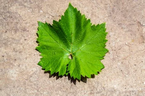 Green leaf close-up, on a gray Stock-Fotos