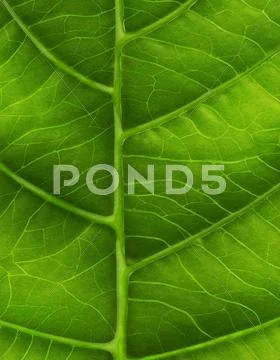Green leaf close-up Stock Illustration