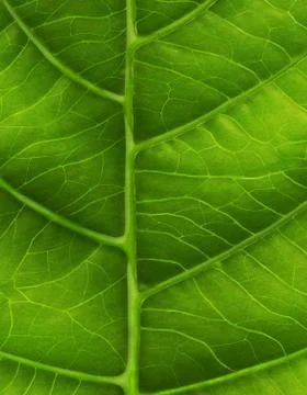 Green leaf close-up Illustrazione stock