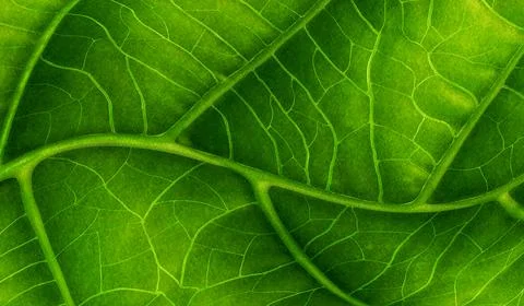 Green Leaf Close-up Stock Illustration