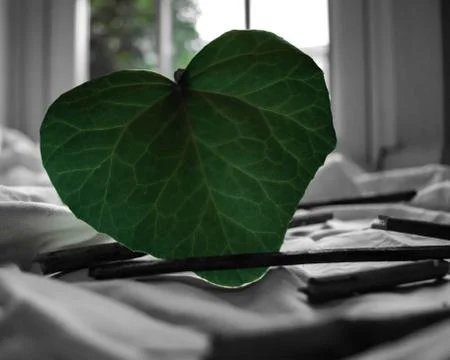 Green Leaf close up inside a home. Selective colour focus. Stock Photos