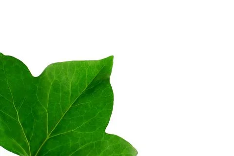 Green leaf close-up isolated Stock Photos