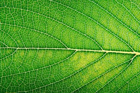 Green leaf close up macro 写真素材