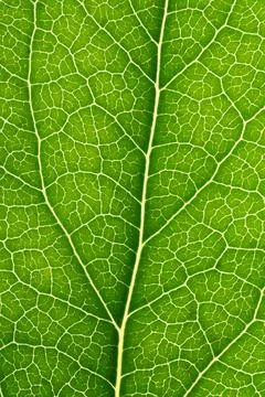 Green leaf close up macro Stock Photos