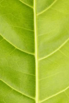 Green leaf close up nature background Stock Photos