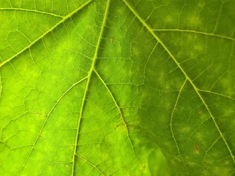 Green leaf close up Stock Photos