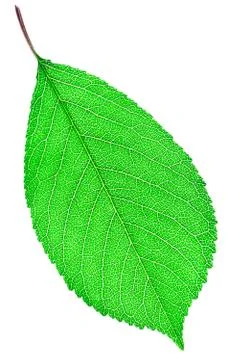 Green leaf close-up Stock Photos