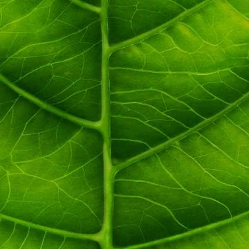 Green leaf close-up Stock Photos