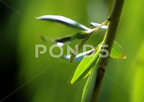 Green leaf close up. Stock Photos