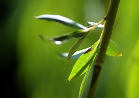 Green leaf close up. Foto stock