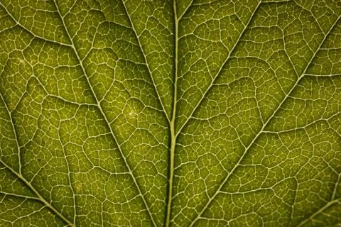 Green leaf close-up Photos