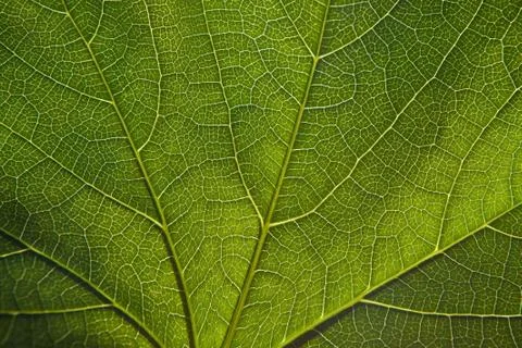 Green leaf close-up 스톡 사진