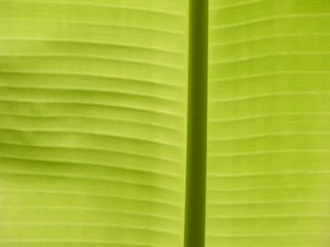 Green leaf close up Stock Photos