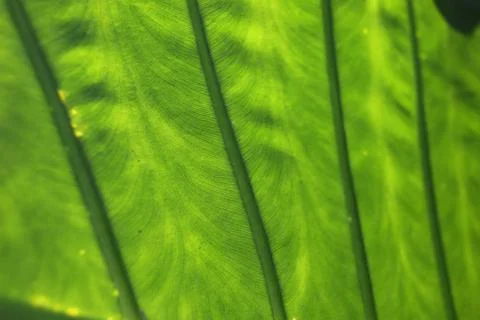 Green leaf. Close up Stock Photos