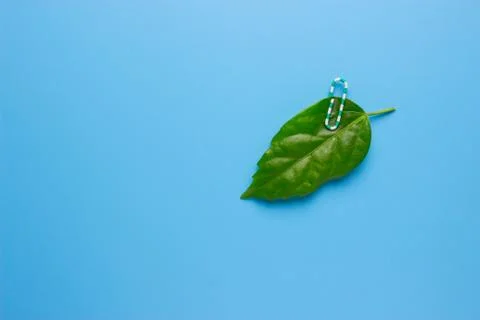 Green leaf Close up Stock Photos