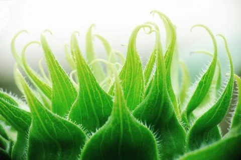 Green leaf close up Stock Photos