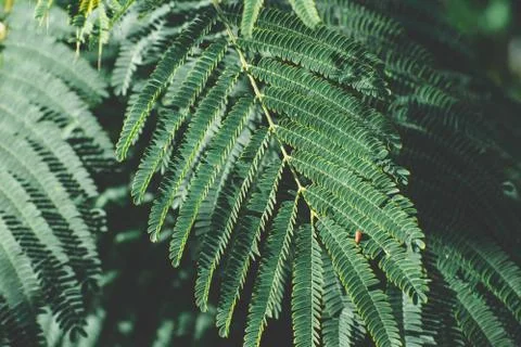 Green leaf close up Stockfoto's