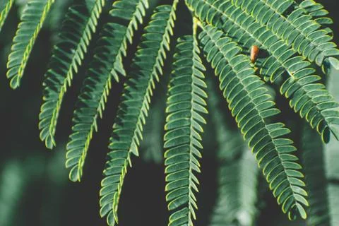 Green leaf close up Stockfoto's