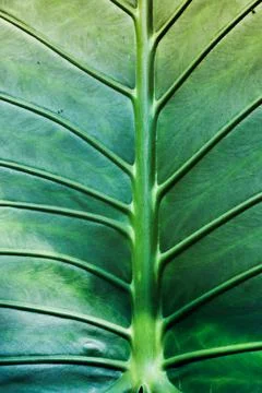 Green Leaf close up Stock Photos