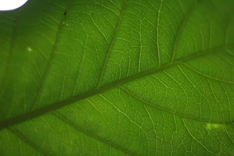 Green Leaf in a Close Stock Photos