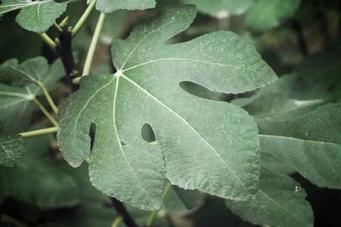 Green leaf close up 스톡 사진