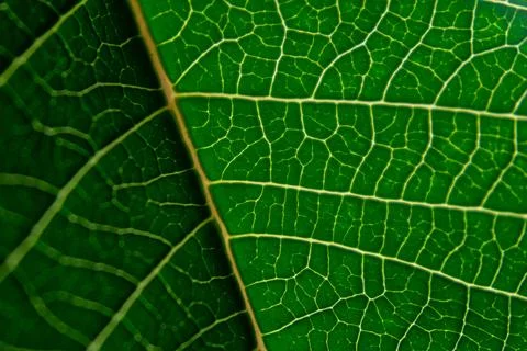Green leaf at close range, beautiful bachground Stock Photos
