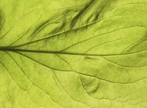 Green leaf close up texture. Abstract spring background Stock Photos