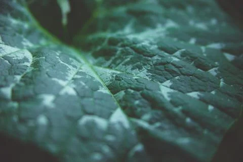 Green leaf close-up. The texture of the sheet surface. Stock Photos